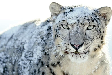 Snow Leopard Desktop Wallpapers 2015   Grasscloth Wallpapers