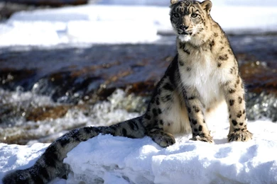 Snow Leopard HD Wallpapers