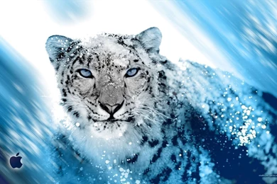 Snow Leopard Backgrounds