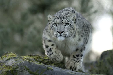 Snow Leopard HD Wallpapers 12.jpg