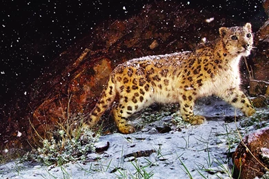 2560x1600 Snow Leopard Flurries Desktop PC And Mac Wallpapers