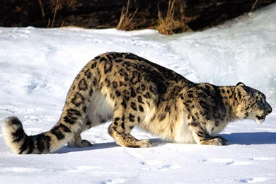 Snow Leopard Hunting