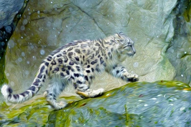 Snow Leopard Wallpapers   1920x1080   ID: 16922