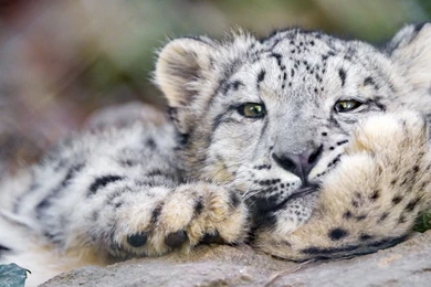 Laptop 1366x768 Snow Leopard Wallpapers HD, Desktop Backgrounds ...
