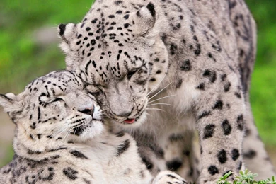 Snow Leopard Computer Wallpapers, Desktop Backgrounds