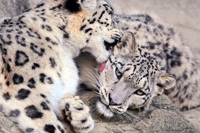 1440x900 View, Weasel, Stones, Snow Leopard, Pair, Snow Leopard ...