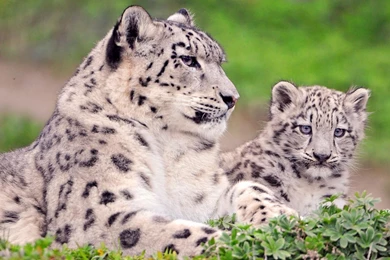 Snow Leopard Wallpapers   1920x1080   ID: 8855