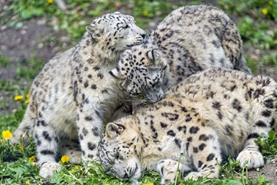 Snow Leopard Sitting On The Rock Desktop Wallpapers 28372