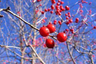 Fruits Wallpapers   104432