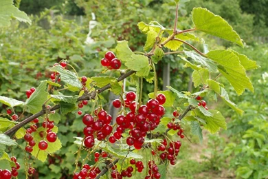 Fruits Wallpapers • IBackgroundWallpapers