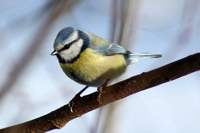 Blue Tit   It's So Cute!   Blue Tit Wallpapers (36421829)   Fanpop