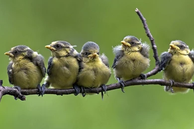 Bing Image Archive: Blue Tit Chicks Fledging On A Branch ...