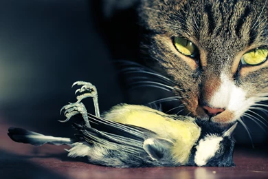 Dead 'Tit. By PoisonGirl sts On DeviantArt