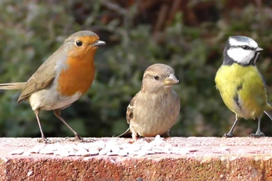 Blue Tit, Robin And House Sparrow   Little Birds On And Off The ...