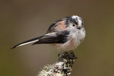 Hello There   Long tailed Tit By Jamie MacArthur On DeviantArt