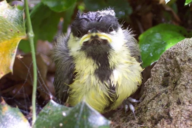File:Great Tit Fledgeling.jpg   Wikimedia Commons