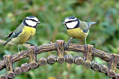 Blue Tit At Bird Bridge   YouTube