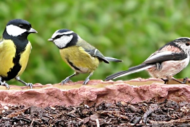 Long tailed Tits, Blue Tit And Great Tit   Three Little Birds ...