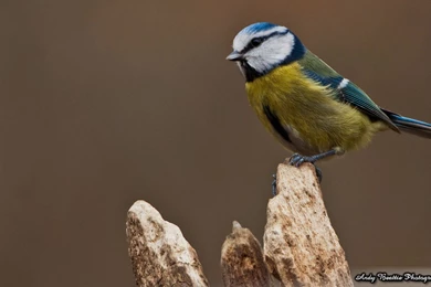 Free Desktop Wallpapers By Andy Beattie Photography