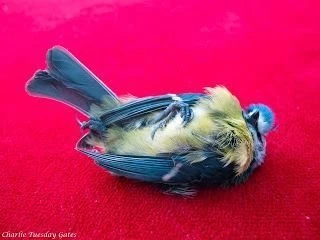 Taxidermy Blue Tit Necklace