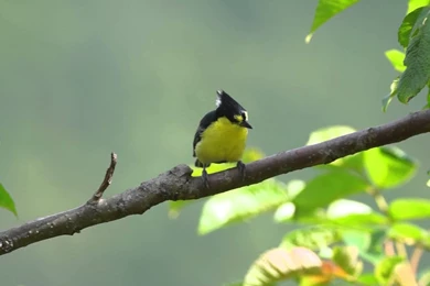 黃山雀Formosan Yellow Tit (Taiwan Tit)   YouTube