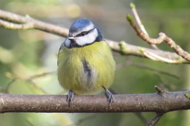 Heather's Nature Notes