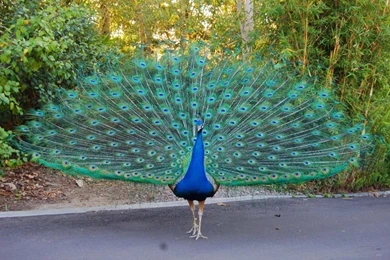 Beautiful And Amazing Peacock Wallpapers For Desktop – Photography ...