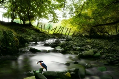 Nature Wallpapers Set 22