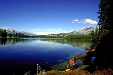 Amazing Nature » CONSCIOUSNESS MOVEMENT »