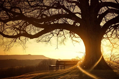 Sunset Trees Bench Awesome Nature Hd Wallpapers (