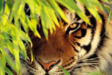 New ipad wallpaper HD 2048×2048 042