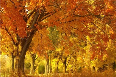Fall Season Animated Wallpaper 2015.jpg