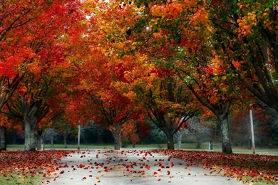 Colors Of Fall HD Wallpapers