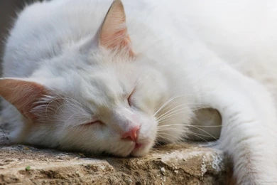 White Cat Wallpapers   All Wallpapers New