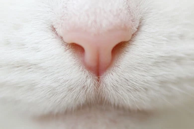 1920x1080 White Cat Nose Wallpapers