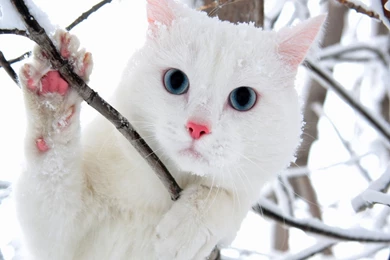 Awesome White Cat Wallpapers