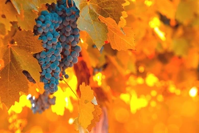 Autumn Pictures For Desktop Backgrounds Wallpapers Cave Twelve 218 ...