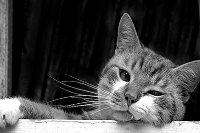 Black And White Cat Wallpapers   (