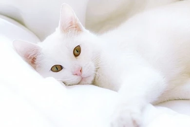 Adorable Cat White Cat – Animals Cats HD Desktop Wallpapers