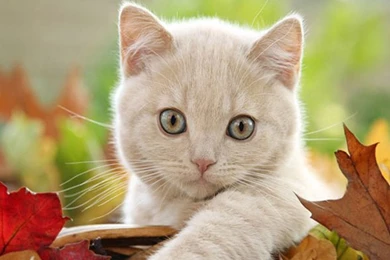Cute White Cat Pictures   HD Wallpapers And Pictures