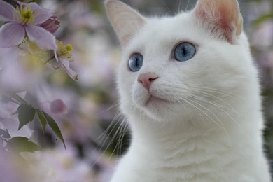 White Cat   (
