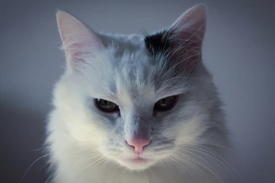 Snow, White, Cat   Wallpapers – Yoyowall.com