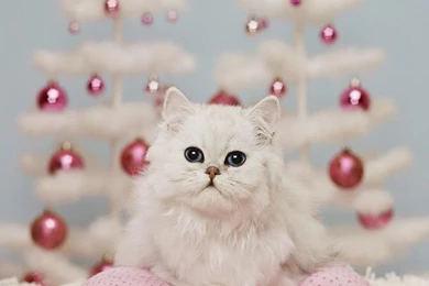 Free Desktop Wallpapers Cute Dragons