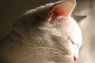 Download White Cat Sleeping Wallpapers 1920x1080