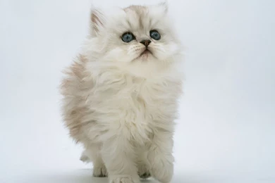 50 Free HD Cat Wallpapers