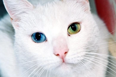 White Cats Animals Heterochromia Cat Hd Wallpapers   (