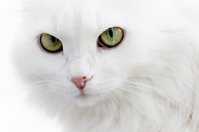 White Cat Backgrounds