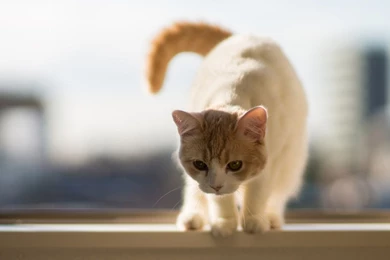 1280x720 Lovely White Cat Wallpapers