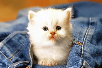 White Kitten Wallpapers
