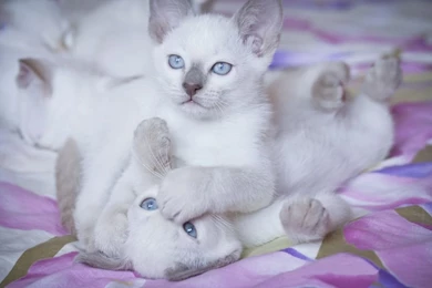 50 HD Cute Cat Wallpapers For Your Desktop